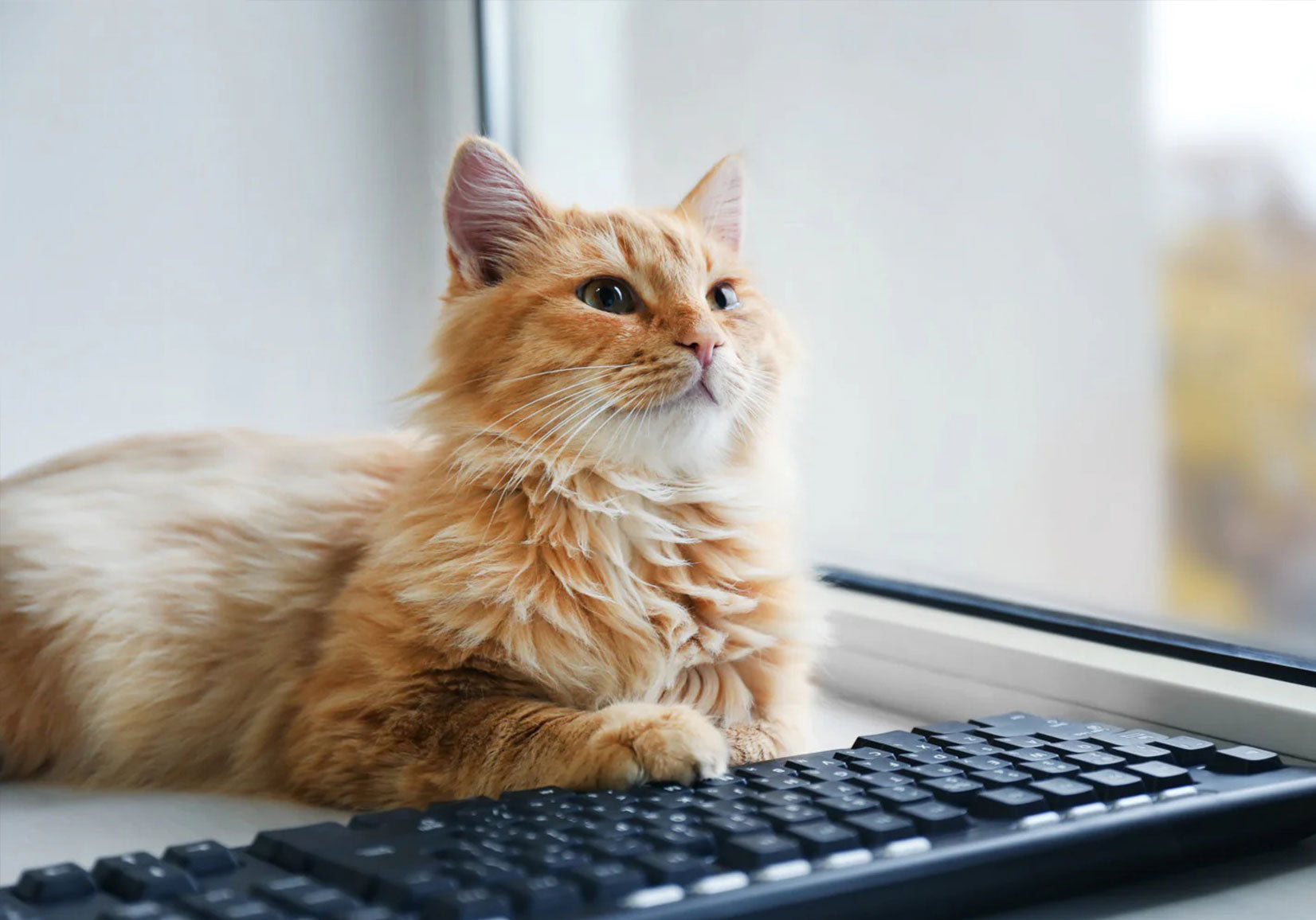 5 Tips to Stay Productive At Home