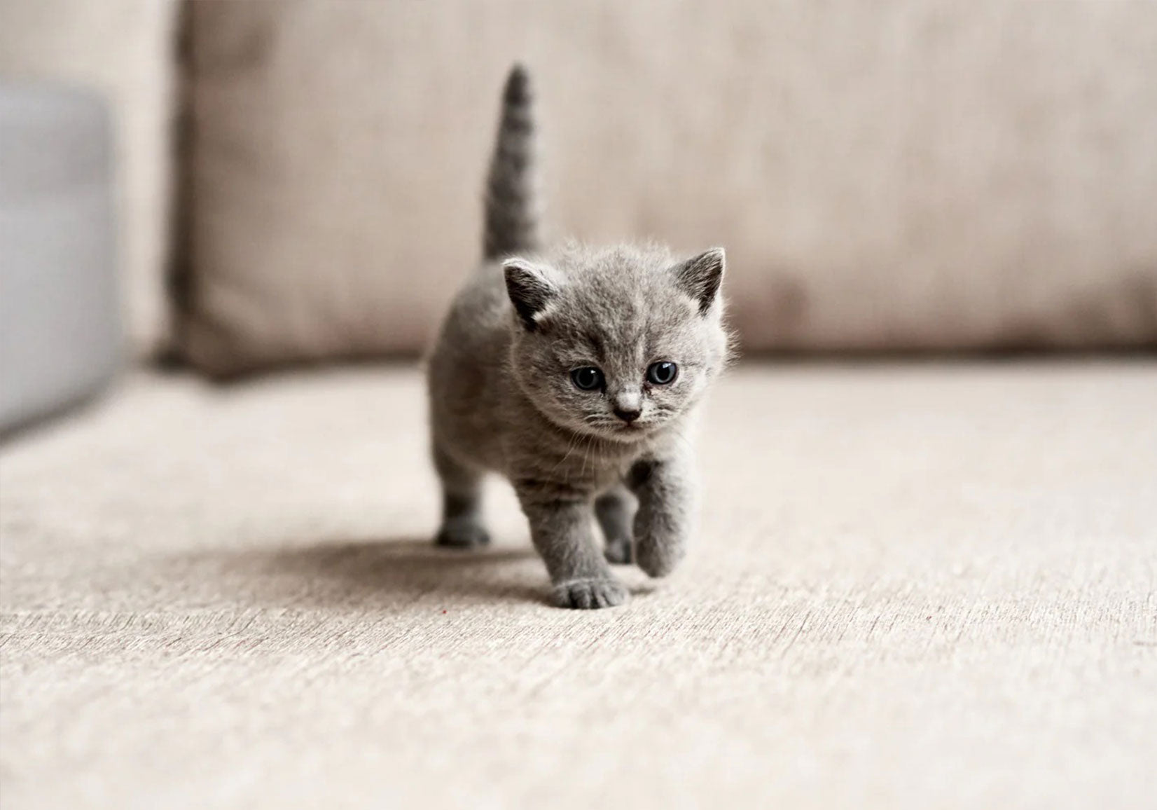 8 Facts You Might Not Know About Kittens