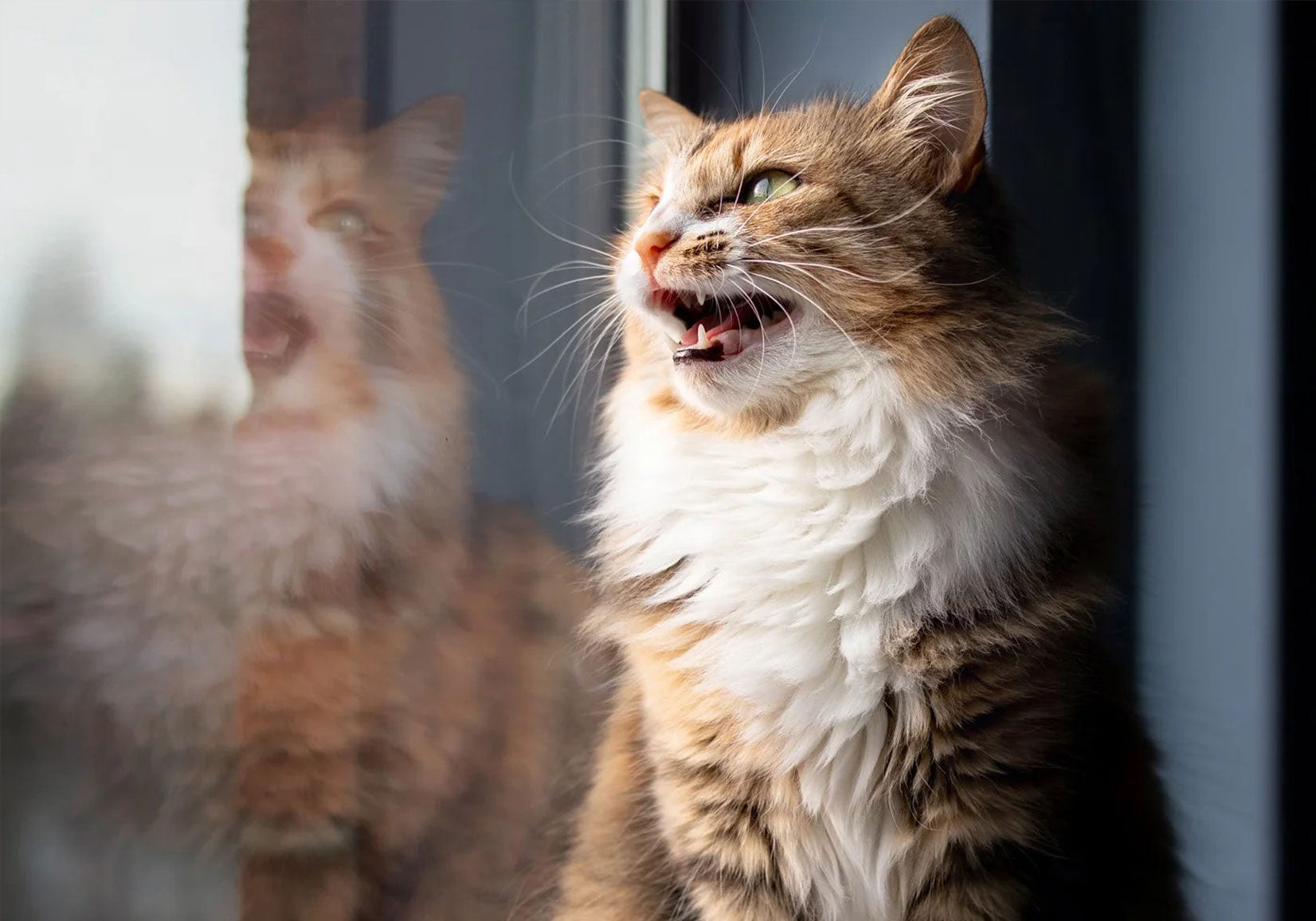 Why Do Cats "Chirp" At Birds?