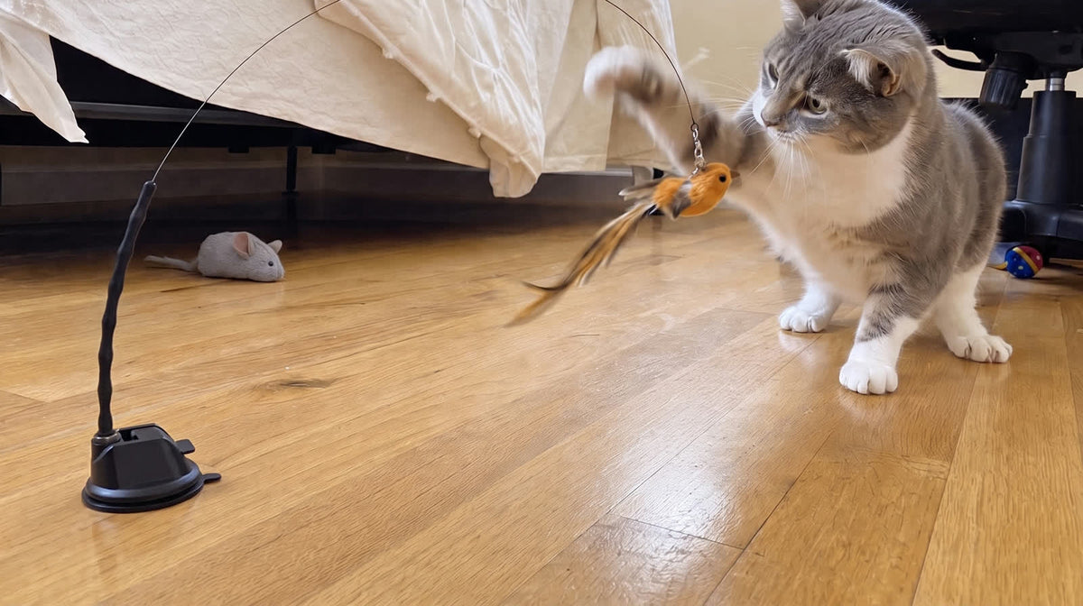 Quiet gray and white cat mid-pounce, catching her Whiskertons bird toy near the bed